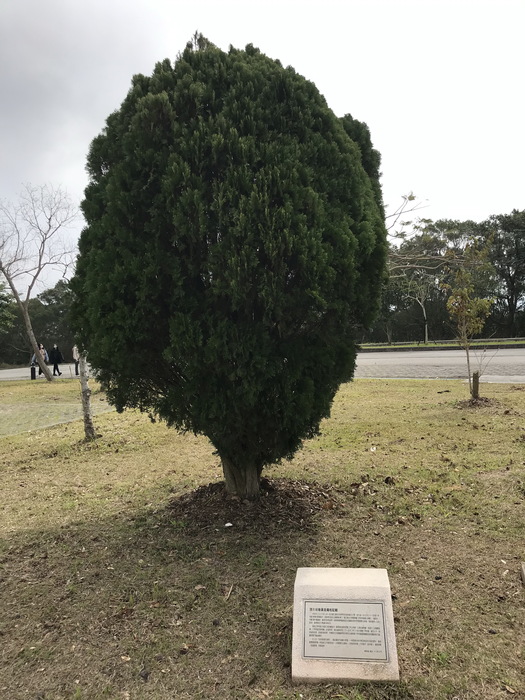 聯大校樹黃金扁柏圖片