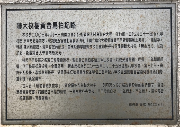 聯大校樹黃金扁柏紀略圖片